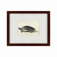 картина: a hand-painted illustration of a burmese roofed turtle, 1873 в Набережных Челнах