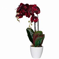 орхидея бордовая в горшке 58 см в Набережных Челнах