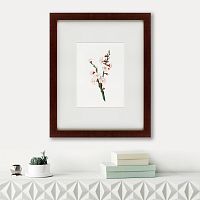 картина: apricot flower (prunus armeniaca), 1832 в Набережных Челнах