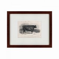 картина: a devon bull, 1849 в Набережных Челнах