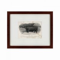 картина: a devon steer, 1869 в Набережных Челнах