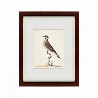 картина: the brown bird в Набережных Челнах