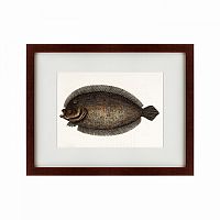 картина: sole fish, 1722 в Набережных Челнах