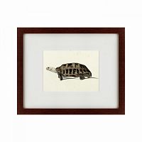 картина: a hand-painted illustration of an elongated tortoise, 1873 в Набережных Челнах