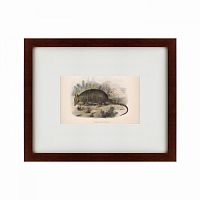 картина: armadillo, 1860 в Набережных Челнах