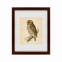 картина: brown owl, 1760 в Набережных Челнах