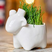 набор для выращивания eco овечка в Набережных Челнах